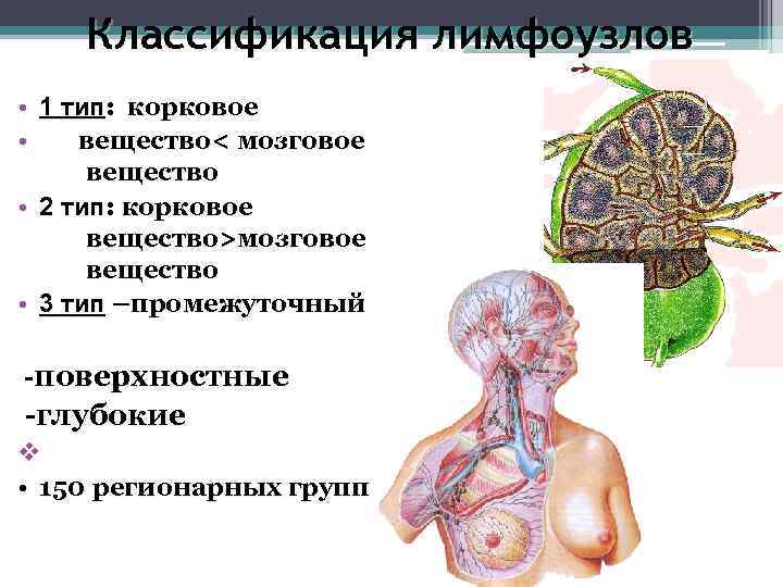 Анатомия лимфатической системы презентация