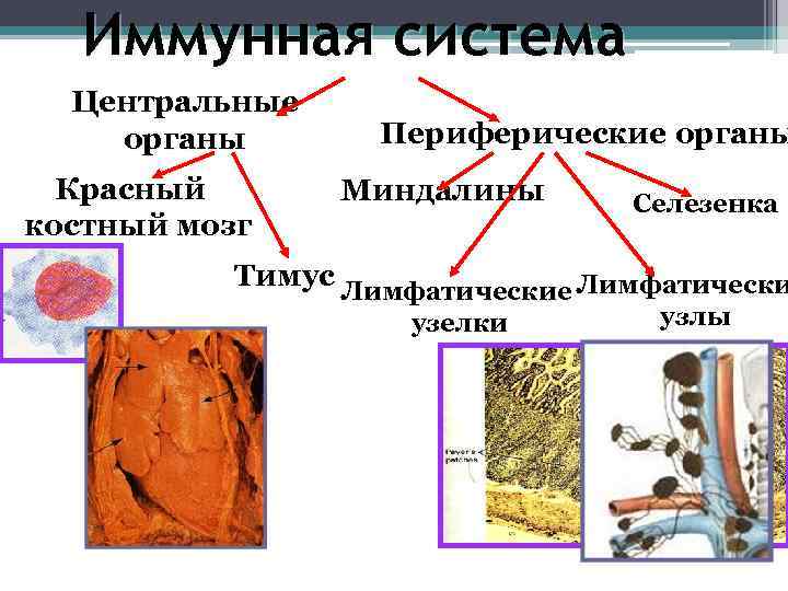 В анатомическом плане иммунная система подразделена на