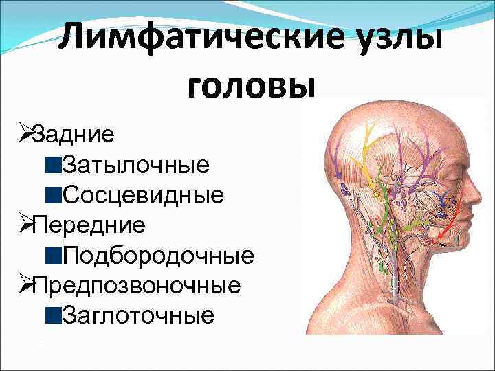 Лимфоузлы на голове сзади схема расположения у взрослого