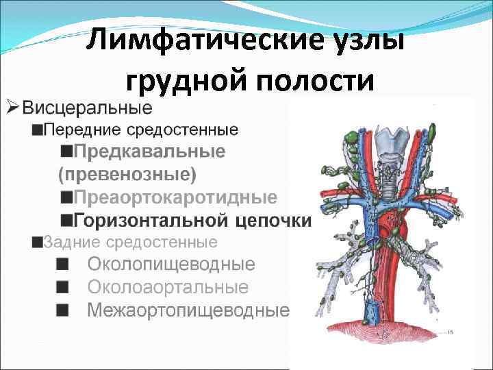 Ток лимфы в организме человека схема