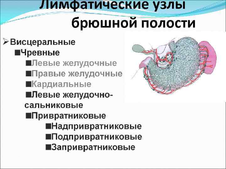 Подчелюстные лимфатические узлы где находятся у человека фото