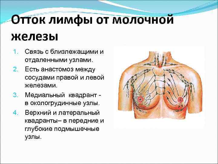 Отток лимфы от молочной железы 1. Связь с близлежащими и  отдаленными узлами. 2.