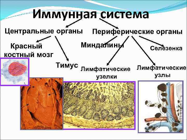  Иммунная система Центральные органы Периферические органы  Красный  Миндалины  Селезенка костный