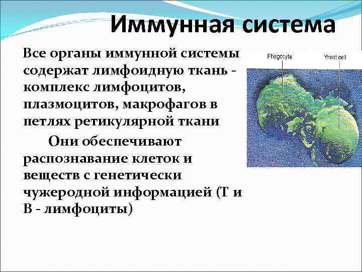   Иммунная система Все органы иммунной системы содержат лимфоидную ткань - комплекс