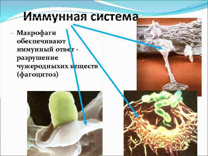  Иммунная система – Макрофаги обеспечивают иммунный ответ - разрушение чужеродныхих веществ (фагоцитоз) 