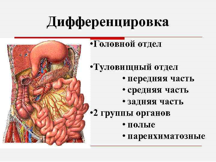 Паренхиматозные органы брюшной