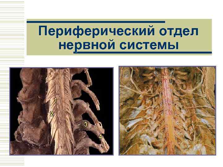Периферический отдел  нервной системы 