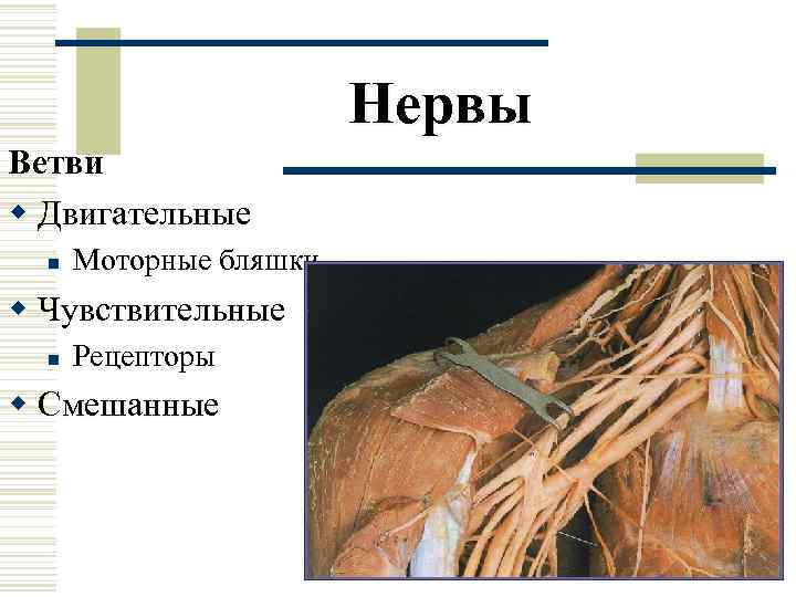    Нервы Ветви w Двигательные  n  Моторные бляшки w