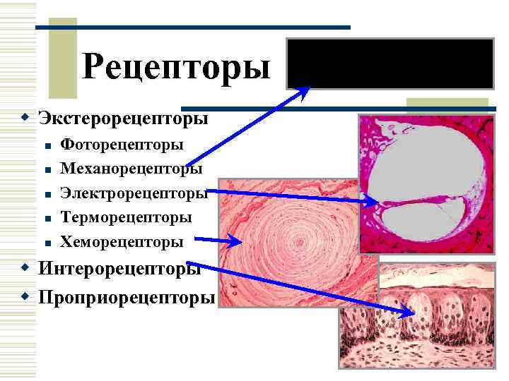   Рецепторы w Экстерорецепторы  n  Фоторецепторы  n  Механорецепторы 