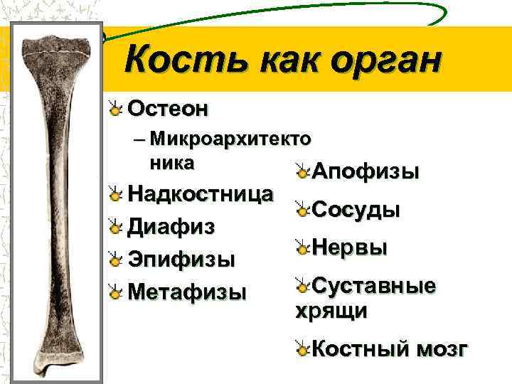 Сделайте анализ терминов по тэ osteologia pathologia. Остеология. Остеология кости. Кость как орган. Таблица по анатомии Остеология.