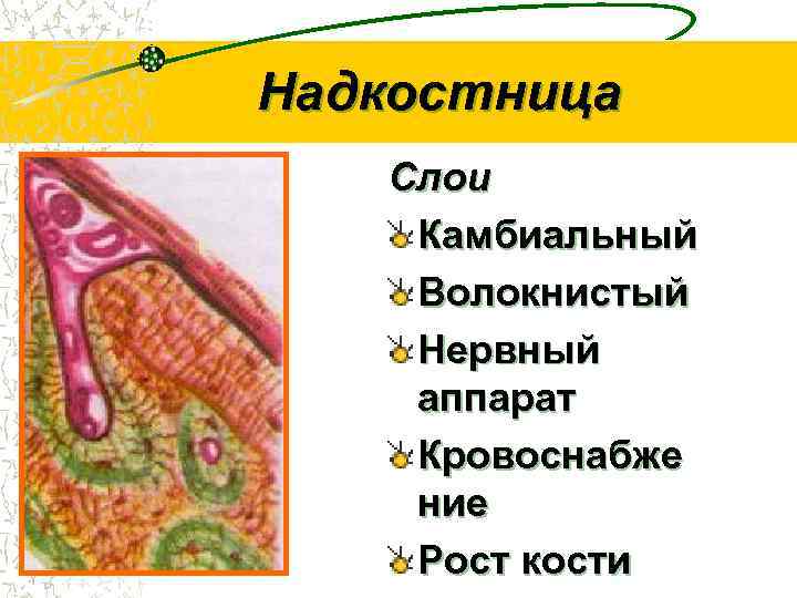 Под надкостница