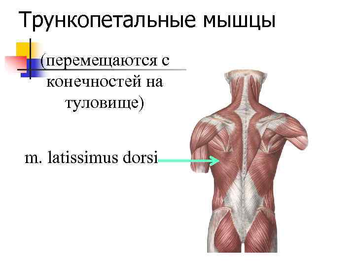 Трункопетальные мышцы  (перемещаются с  конечностей на туловище)  m. latissimus dorsi 