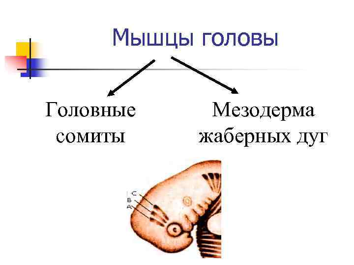 План менахема шнеерсона