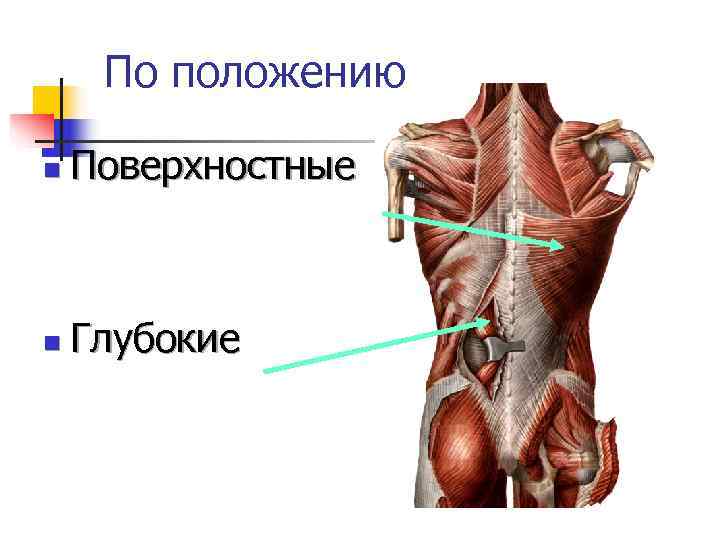 Миология в схемах и таблицах