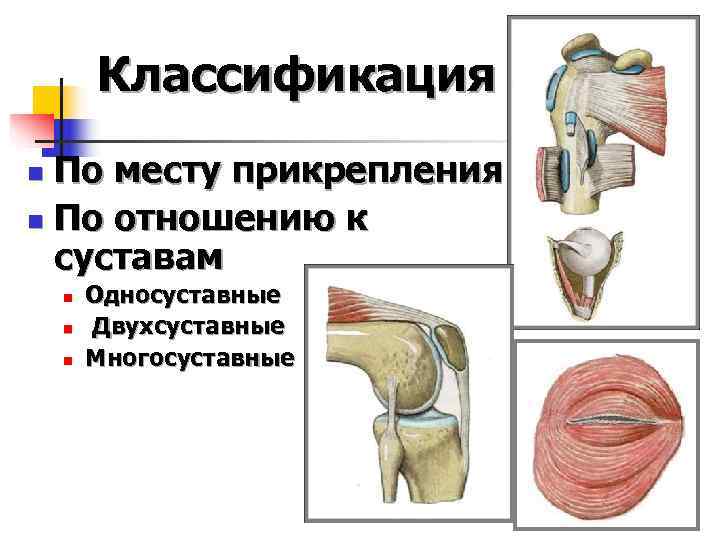   Классификация n По месту прикрепления n По отношению к  суставам n
