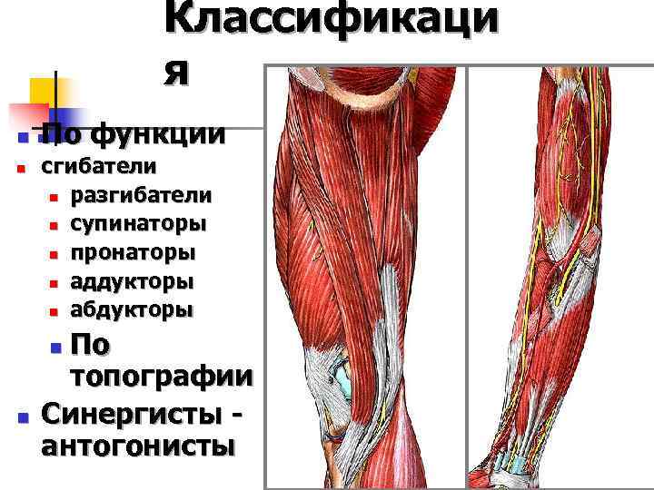 Антагонист мышцы бедра. Классификация мышц сгибатели разгибатели. Аддукторы бедер – приводящие мышцы. Мышцы пронаторы бедра.