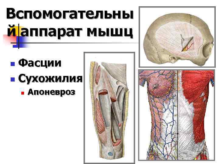 Вспомогательны й аппарат мышц n Фасции n Сухожилия n  Апоневроз 