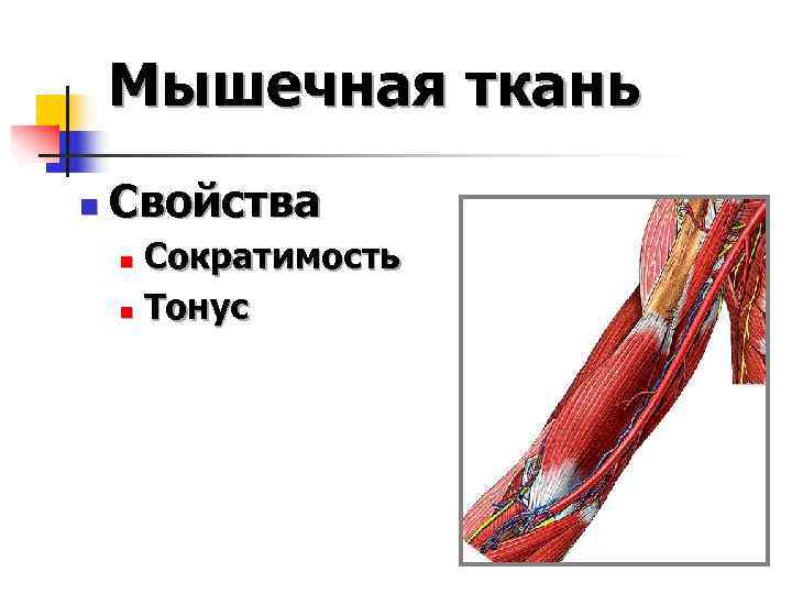   Мышечная ткань n  Свойства n Сократимость n Тонус 