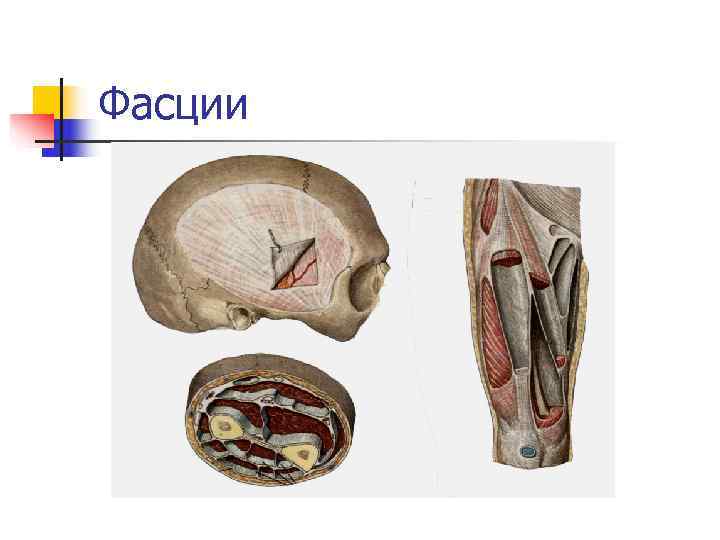 Фасции 