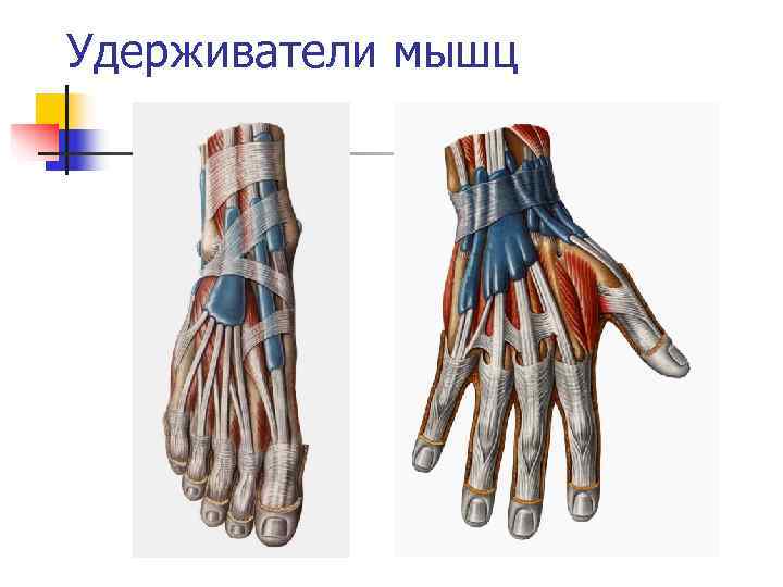 Удерживатели мышц 