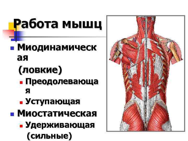 Работа мышц n  Миодинамическ ая (ловкие) n Преодолевающа  я n Уступающая n