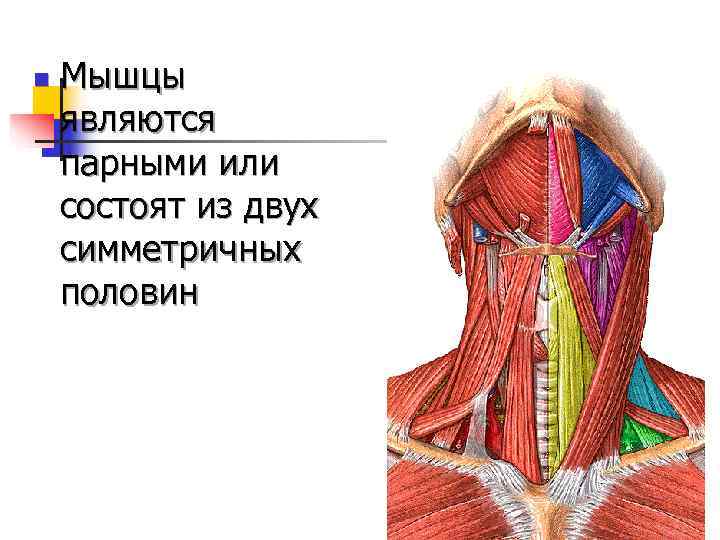 n  Мышцы являются парными или состоят из двух симметричных половин 