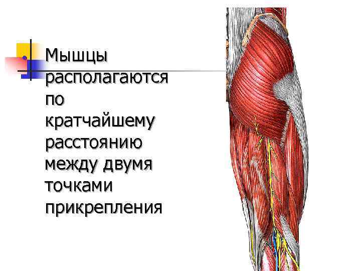 Миология в схемах и таблицах