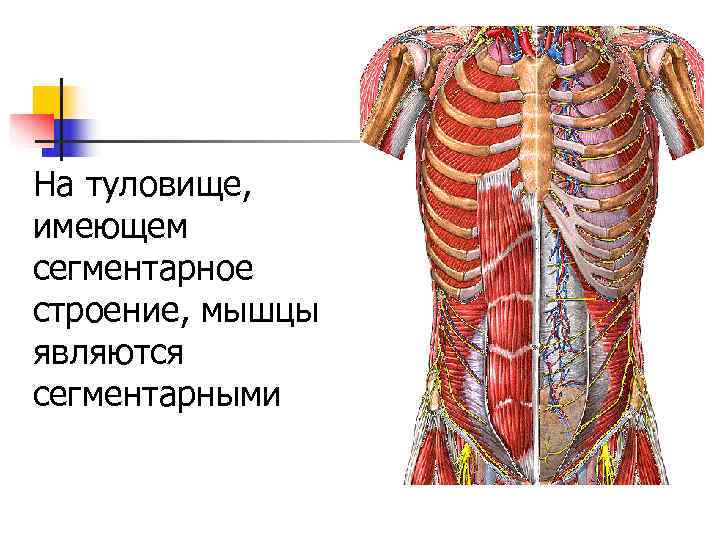 На туловище, имеющем сегментарное строение, мышцы являются сегментарными 