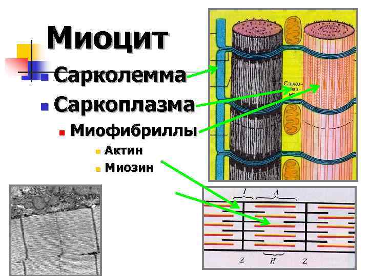 Саркоплазма