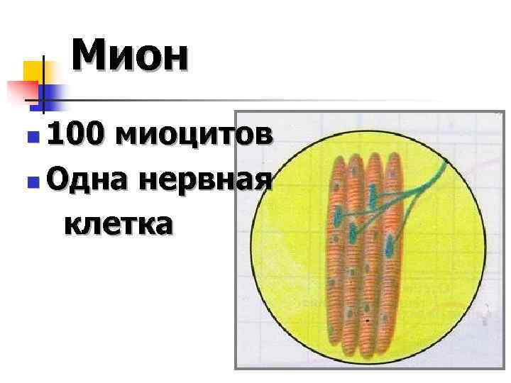   Мион n 100 миоцитов n Одна нервная клетка 