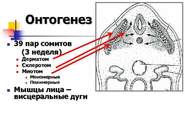   Онтогенез n  39 пар сомитов  (3 неделя) n  Дерматом