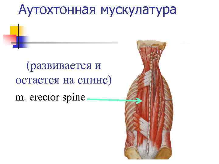 Аутохтонная мускулатура (развивается и остается на спине) m. erector spine 
