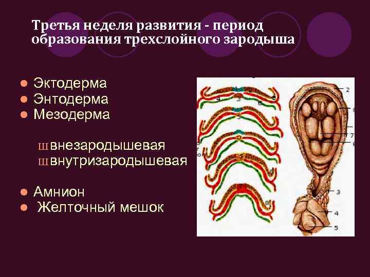 Период образования. Образование трехслойного зародыша. Внезародышевая мезодерма. Период образования двух- или трехслойного зародыша. Способы образования 2 и трехслойного зародыша.