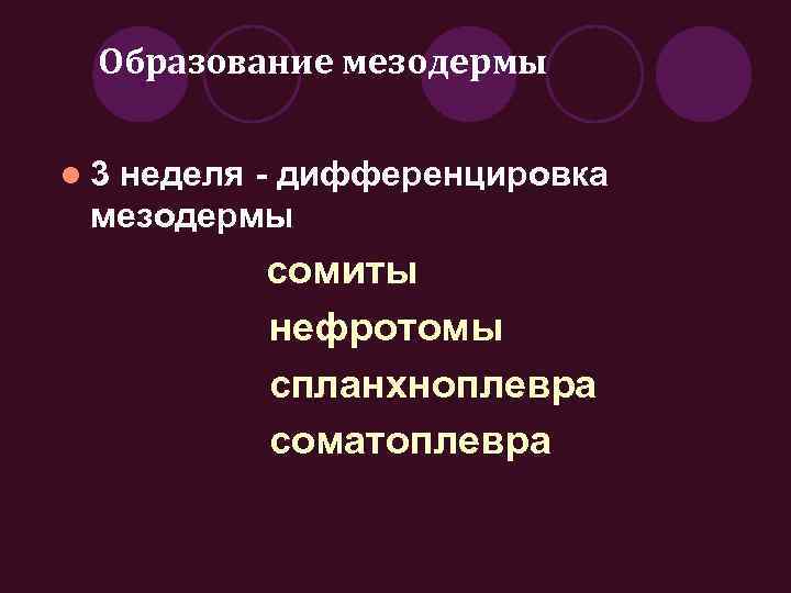 Образование мезодермы l 3 неделя - дифференцировка мезодермы сомиты нефротомы спланхноплевра соматоплевра 
