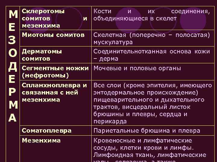 М Е З О Д Е Р М А Склеротомы сомитов мезенхима и Кости