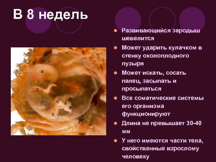 В 8 недель l Развивающийся зародыш шевелится l Может ударить кулачком в стенку околоплодного