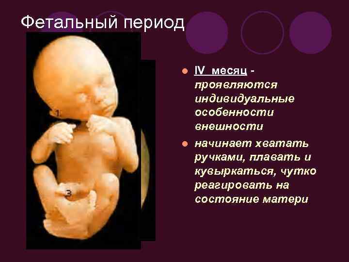 Фетальный период IV месяц проявляются индивидуальные особенности внешности l начинает хватать ручками, плавать и