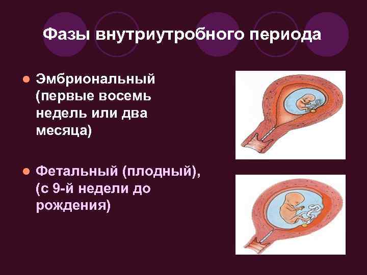 Фазы внутриутробного периода l Эмбриональный (первые восемь недель или два месяца) l Фетальный (плодный),