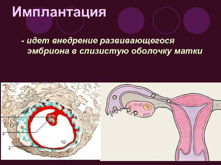 Имплантация - идет внедрение развивающегося эмбриона в слизистую оболочку матки 