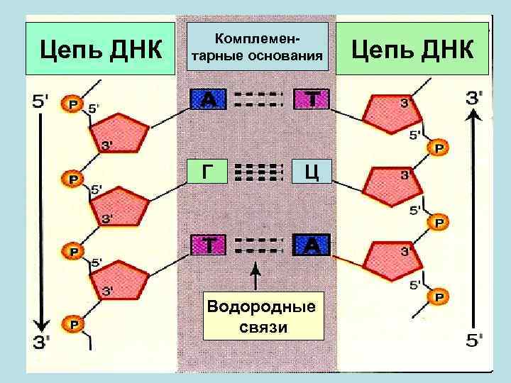    Комплемен- Цепь ДНК  тарные основания  Цепь ДНК  