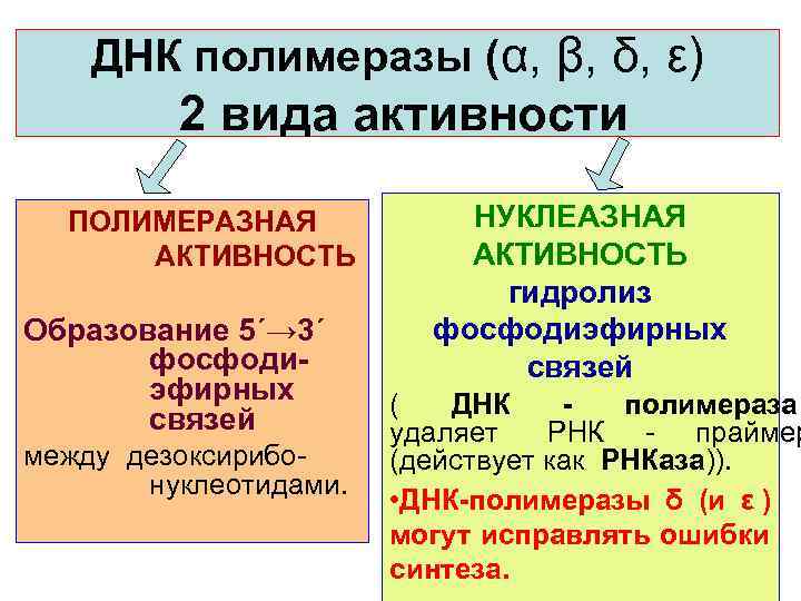   ДНК полимеразы (α, β, δ, ε)   2 вида активности 