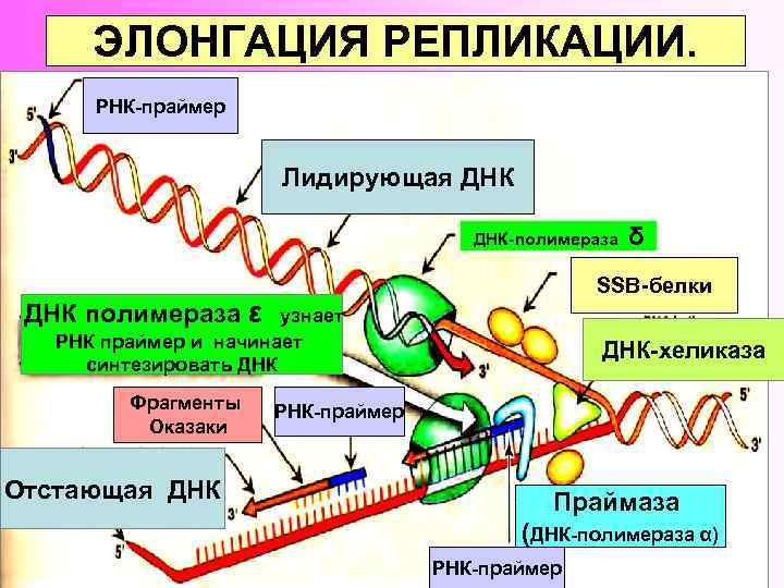  ЭЛОНГАЦИЯ РЕПЛИКАЦИИ.  РНК-праймер     Лидирующая ДНК   