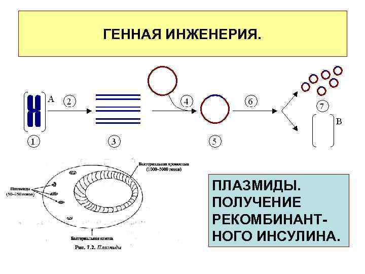 ГЕННАЯ ИНЖЕНЕРИЯ.   ПЛАЗМИДЫ.   ПОЛУЧЕНИЕ  РЕКОМБИНАНТ-  НОГО ИНСУЛИНА. 