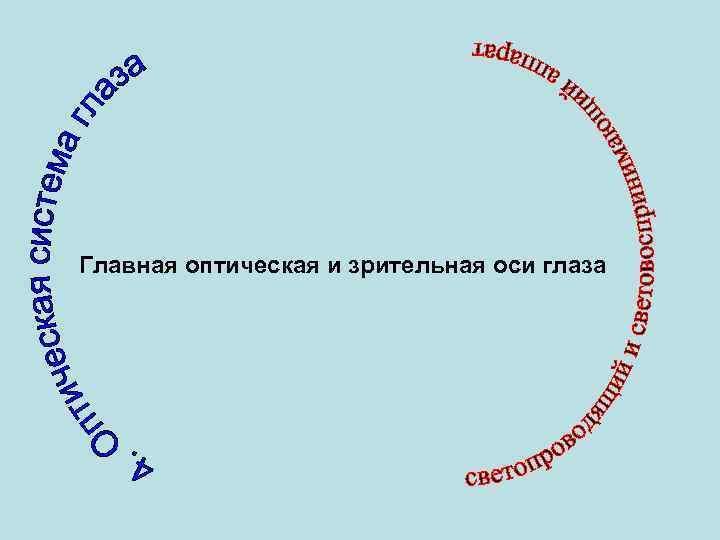 Главная оптическая и зрительная оси глаза 