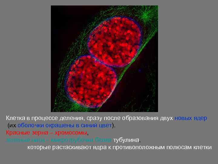 Клетка в процессе деления, сразу после образования двух новых ядер (их оболочки окрашены в