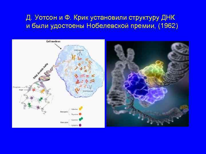 Д. Уотсон и Ф. Крик установили структуру ДНК и были удостоены Нобелевской премии, (1962)