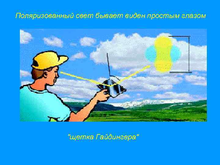 Поляризованный свет бывает виден простым глазом   
