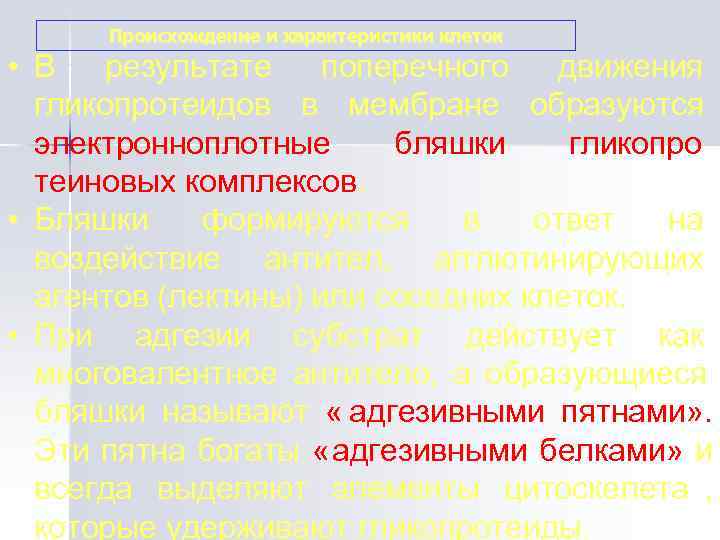  Происхождение и характеристики клеток • В результате поперечного движения  гликопротеидов в мембране