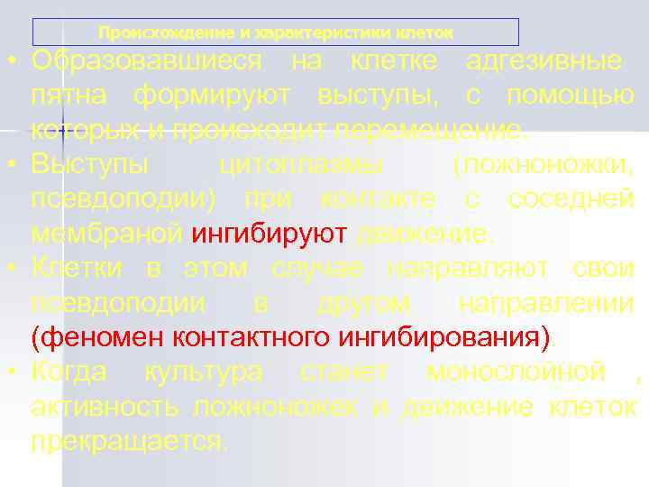  Происхождение и характеристики клеток • Образовавшиеся на клетке адгезивные пятна формируют выступы, 