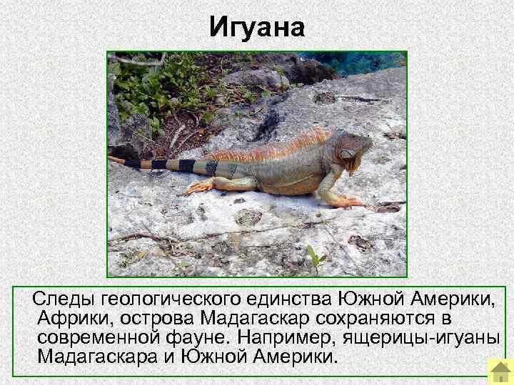 Игуана Следы геологического единства Южной Америки, Африки, Игуана Следы геологического единства Южной Америки, Африки,